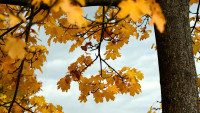 javor podzim leaves-5667719 1280